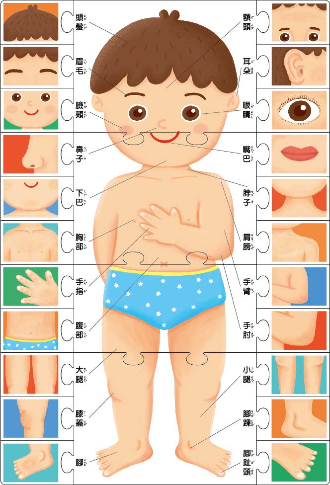 FOOD超人腦力開發圖卡教具-奇妙身體